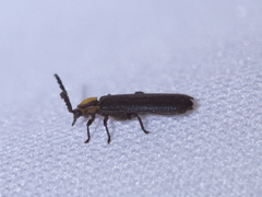 Coleoptera