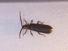 Coleoptera