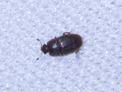 Coleoptera
