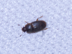 Coleoptera