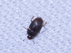 Coleoptera