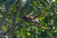 Thamnophilus palliatus