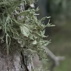 Ramalina culbersoniorum