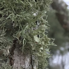 Ramalina culbersoniorum