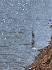 Ardea alba