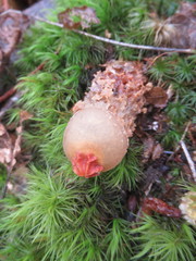 Calostoma ravenelii ravenelii