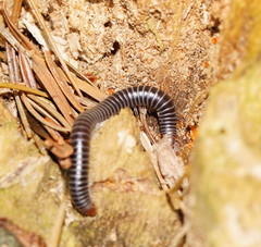 Cambalidae