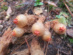 Calostoma ravenelii ravenelii