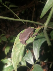 Rhinella festae