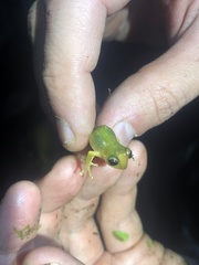 Pristimantis petersioides