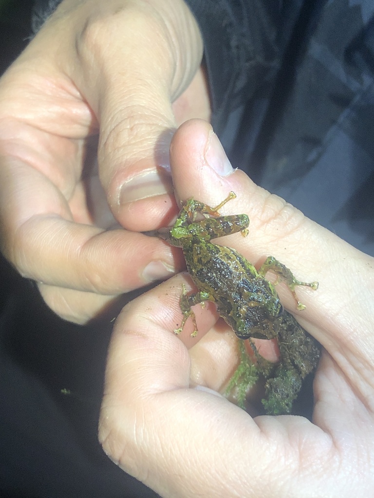 Cryptic Robber Frog (Pristimantis cryptomelas)