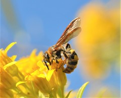 Xanthocampsomeris completa