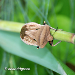 Chalcopis glandulosa