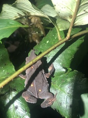 Rhinella festae