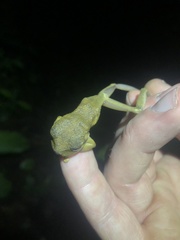 Osteocephalus verruciger