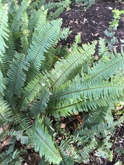 Nephrolepis cordifolia