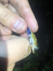 Pristimantis katoptroides