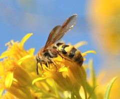 Xanthocampsomeris completa