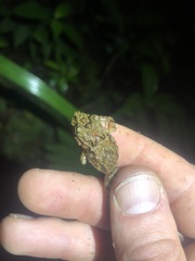 Pristimantis prolatus