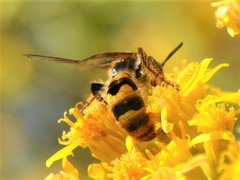 Xanthocampsomeris completa