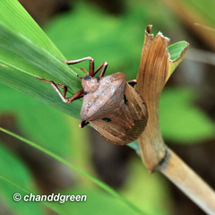 Chalcopis glandulosa