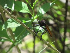 Archilestris magnificus