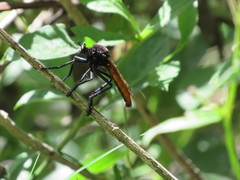 Archilestris magnificus