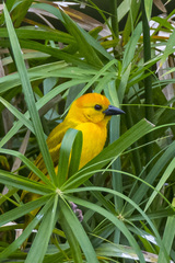 Ploceus castaneiceps