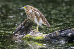 Malagasy Pond Heron photo 5