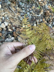 Pteridium caudatum