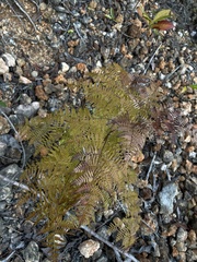 Pteridium caudatum