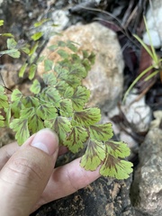 Adiantum tenerum