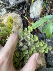 Adiantum tenerum