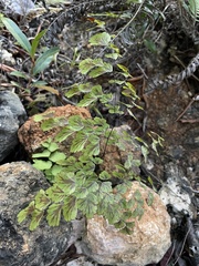 Adiantum tenerum