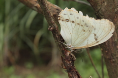 Morpho polyphemus