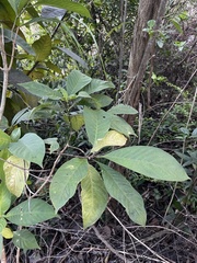Palicourea pubescens