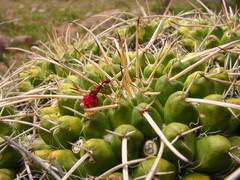 Mammillaria compressa compressa