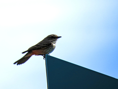 Pyrocephalus rubinus