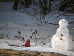 Cardinalis cardinalis