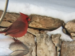 Cardinalis cardinalis