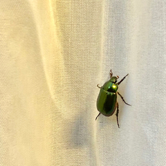 Anomala russiventris