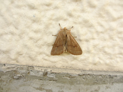 Anorthoa angustipennis