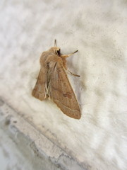 Anorthoa angustipennis