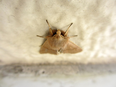 Anorthoa angustipennis