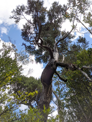 Athrotaxis selaginoides