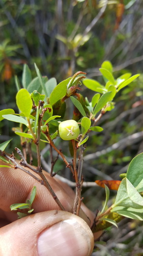Vaccinium uliginosum iNat (2)