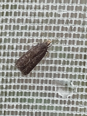 Lecithocera micromela