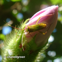 Hyalopeplus spinosus