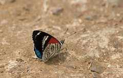 Diaethria candrena