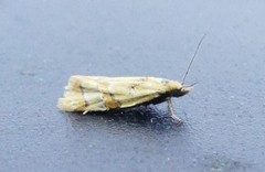 Phtheochroa vitellinana
